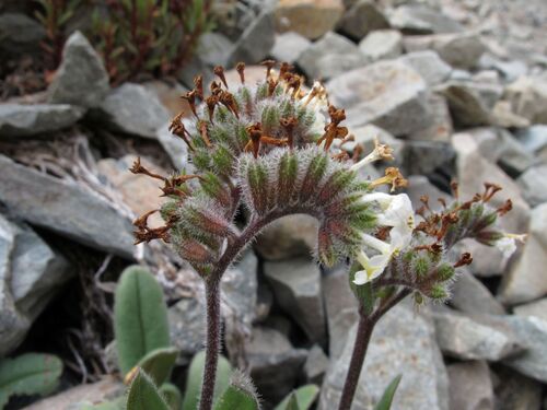 Myosotis traversii, photograph 6