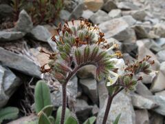 Myosotis traversii, photograph (c) John Barkla, some rights reserved (CC BY)