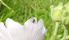 Exechesops foliatus