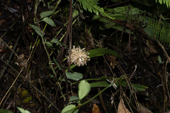 Xylobium leontoglossum, photograph (c) Daniel Mesa, some rights reserved (CC BY)