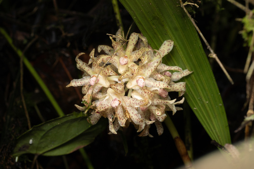 Xylobium leontoglossum, photograph 6