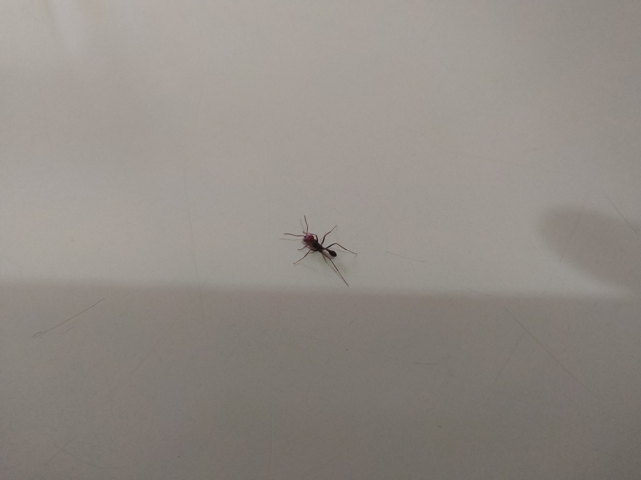 Ocymyrmex sphinx