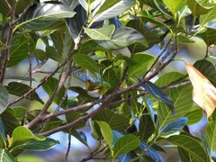 Zosterops ceylonensis