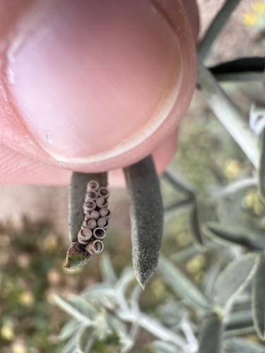 iNaturalist observation photo of Harlequin Bug