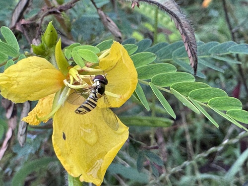 Unknown species found near Gathering Place, Tulsa, OK, US