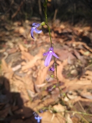 Lobelia dentata