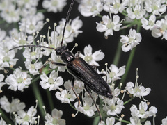Anogcodes rufiventris