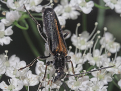 Anogcodes rufiventris