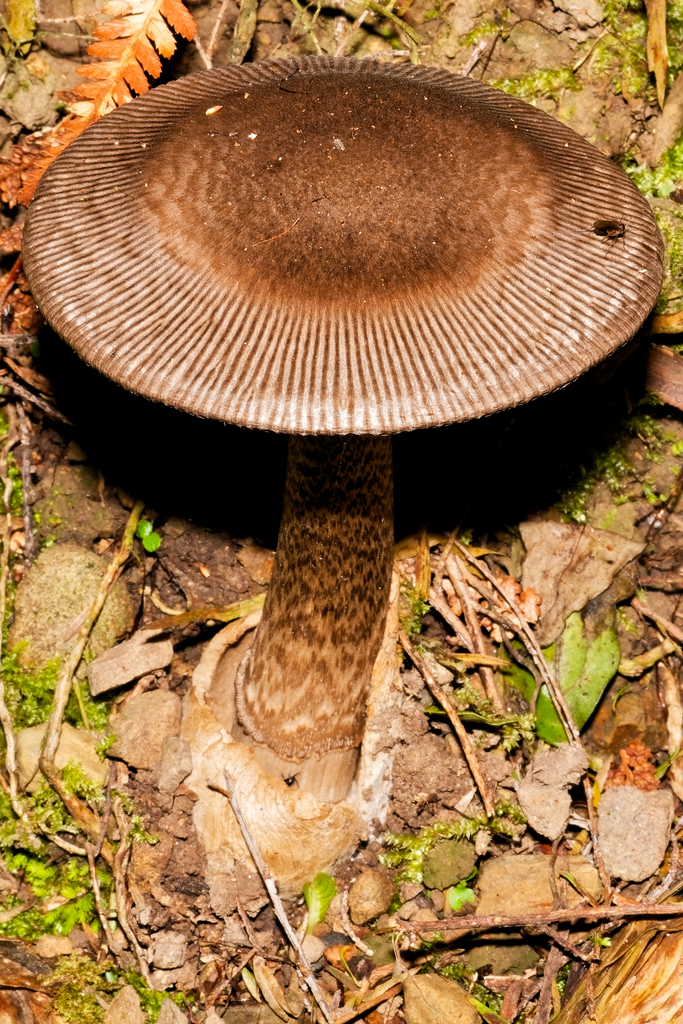 Amanita pekeoides · October 2025 · photo: © schneehagen (iNaturalist, cc-by-sa)