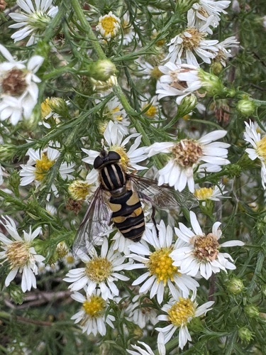 Unknown species found near Gathering Place, Tulsa, OK, US