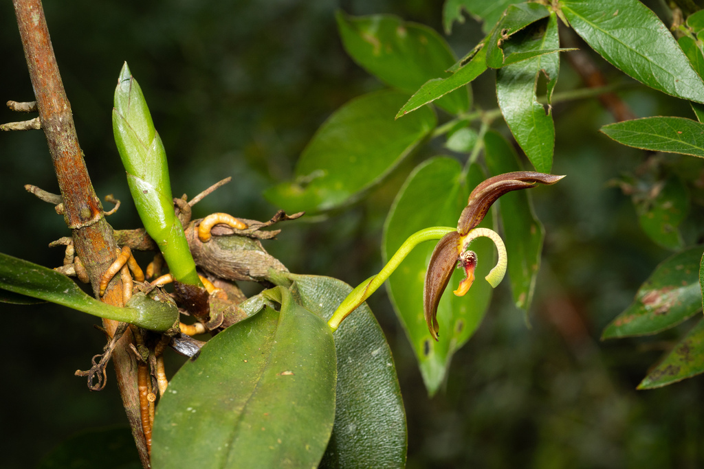 Maxillaria schlimii; photograph (c) Daniel Mesa, some rights reserved (CC BY)