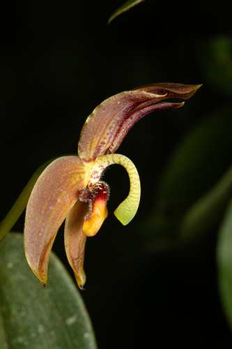 Maxillaria schlimii, photograph 1