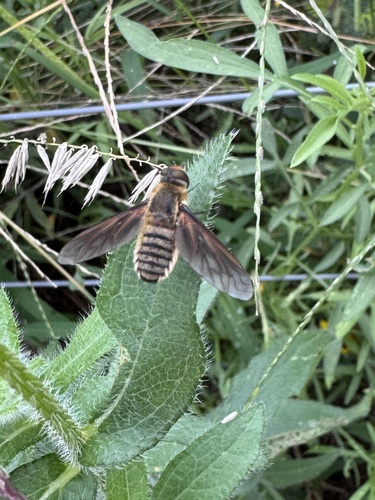 Unknown species found near Gathering Place, Tulsa, OK, US