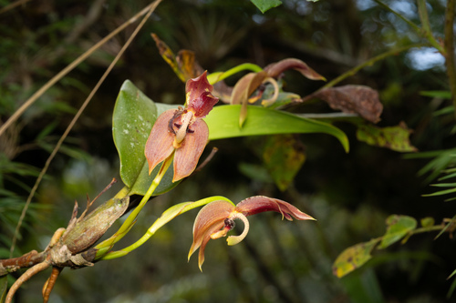 Maxillaria schlimii, photograph 2