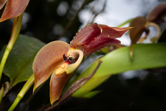 (c) Daniel Mesa, some rights reserved (CC BY) Maxillaria schlimii, photograph (c) Daniel Mesa, some rights reserved (CC BY)