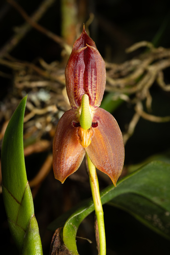 Maxillaria schlimii, photograph 5