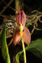 (c) Daniel Mesa, some rights reserved (CC BY) Maxillaria schlimii, photograph (c) Daniel Mesa, some rights reserved (CC BY)