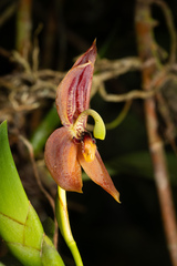 Maxillaria schlimii, photograph (c) Daniel Mesa, some rights reserved (CC BY)
