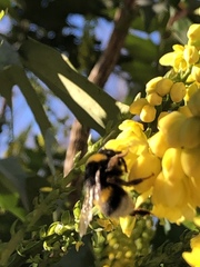 Bombus lucorum