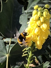 Bombus lucorum