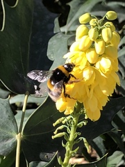 Bombus lucorum