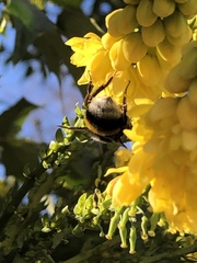 Bombus lucorum