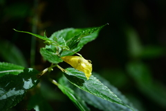 Impatiens tayemonii