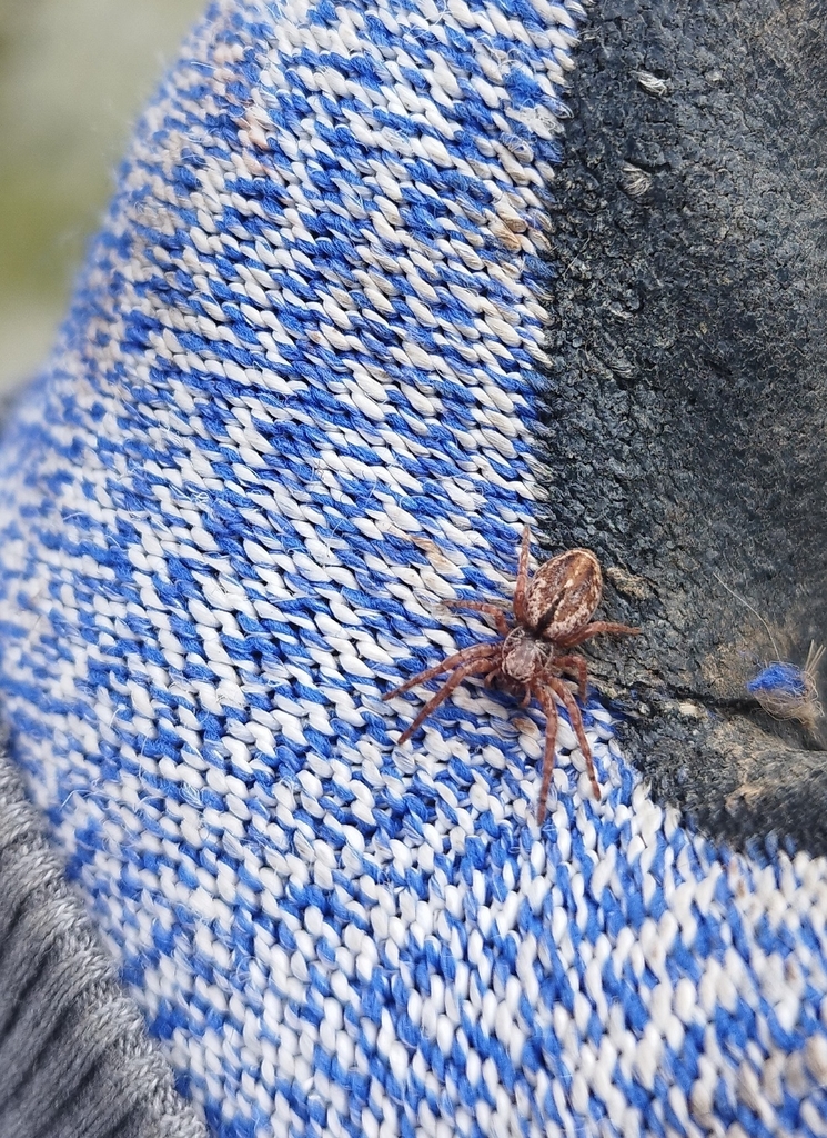 Philisca hyadesi