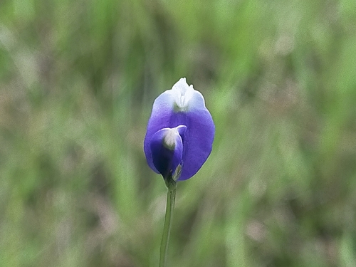 Burmannia coelestis