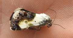 Acontia melanura
