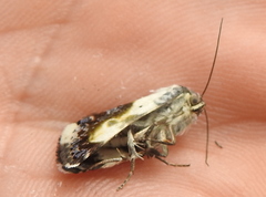 Acontia melanura