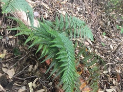Polystichum neozelandicum neozelandicum