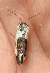 Acontia melanura