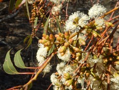 Eucalyptus brachycalyx