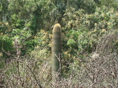Cephalocereus polylophus