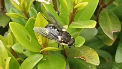 Scaptia adrel