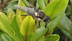 Scaptia adrel