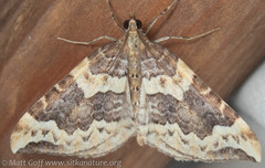 Eulithis destinata