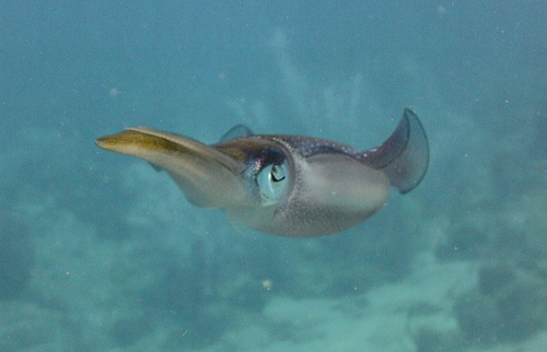 Caribbean Reef Squid