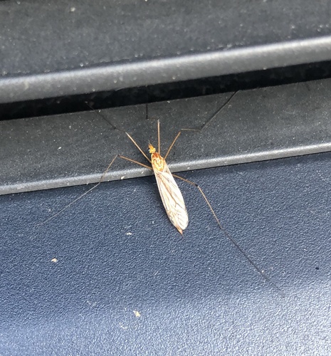 Unknown species found near Belvoir Rd, Plymouth Meeting, PA, US