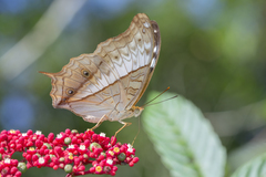 Vindula dejone erotella