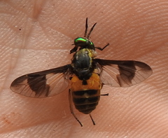 Chrysops viduatus