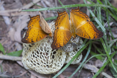 Vindula dejone erotella