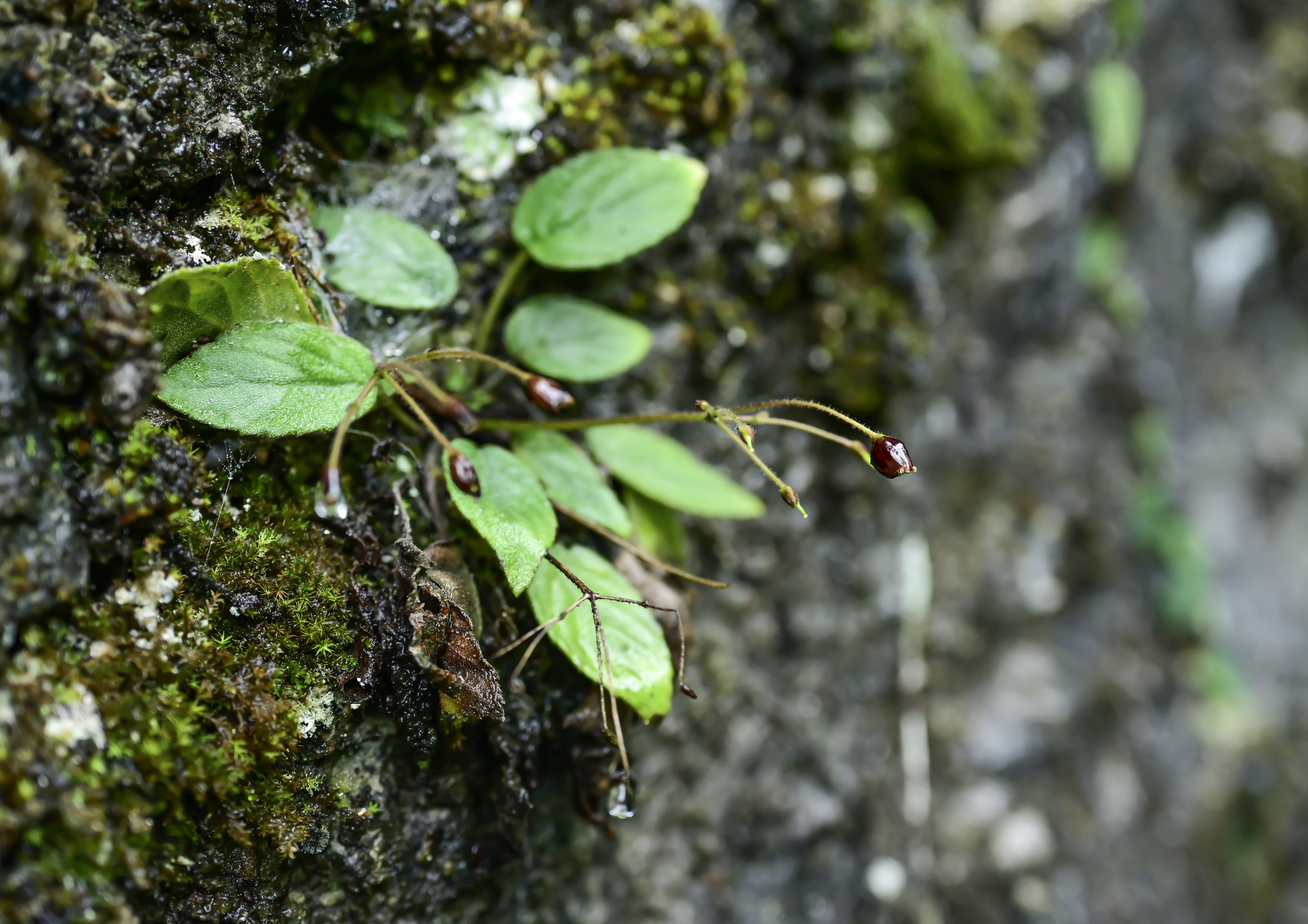 Oreocharis nanchuanica