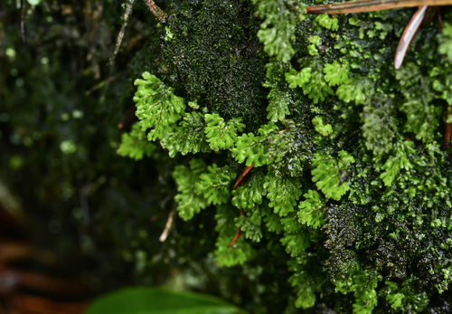 Hymenophyllum barbatum iNat (2)