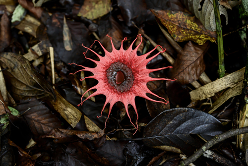 anemone stinkhorn fungus