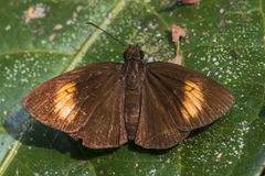 Koruthaialos rubecula