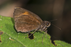 Koruthaialos rubecula