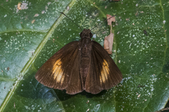 Koruthaialos rubecula