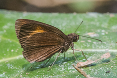Koruthaialos rubecula